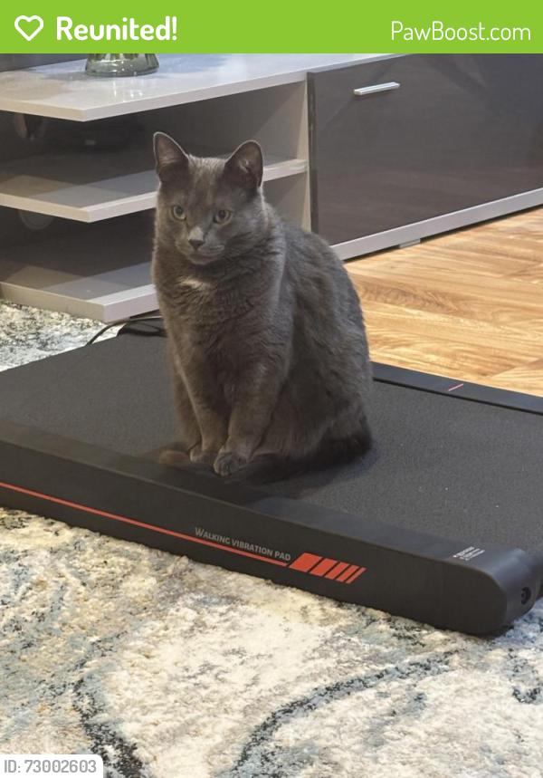 Reunited Male Cat last seen Clinton Ct, Holland, PA 18966
