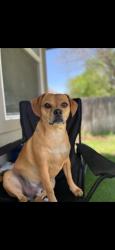 Lost Male Dog last seen Close to Avery park gas station , New Braunfels, TX 78130