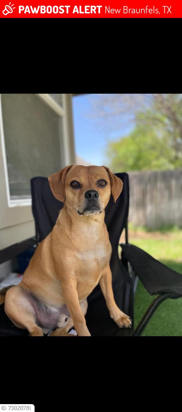 Lost Male Dog last seen Close to Avery park gas station , New Braunfels, TX 78130