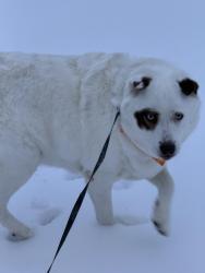 Lost Female Dog last seen Mountain View Road, Germanton, NC 27019