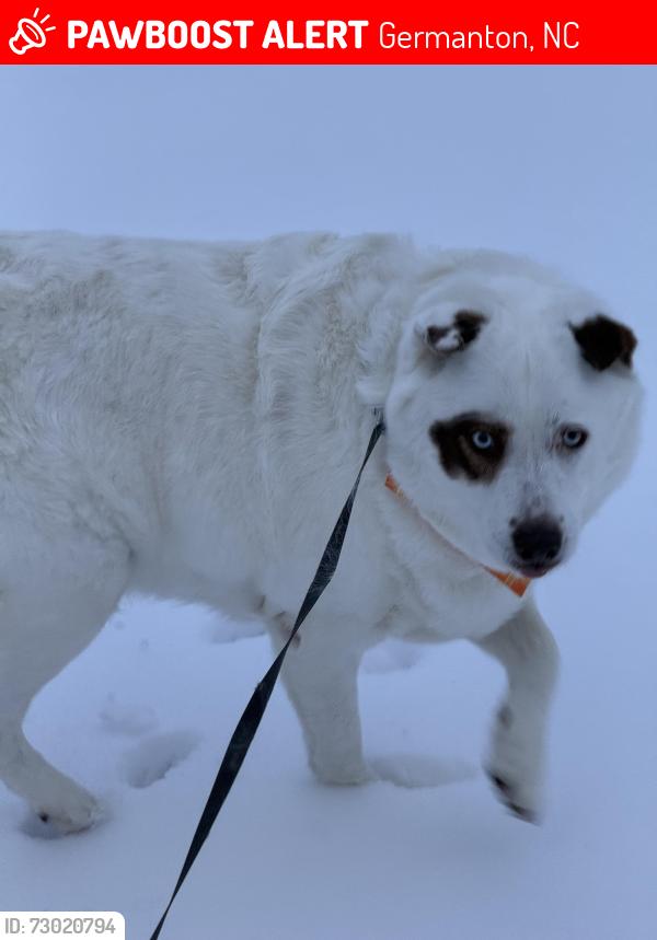 Lost Female Dog last seen Mountain View Road, Germanton, NC 27019