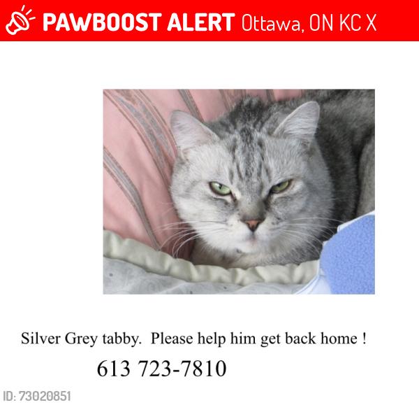 Lost Male Cat last seen Meadowlands Drive and Fisher Avenue, Ottaws, Ottawa, ON K2C 1X5