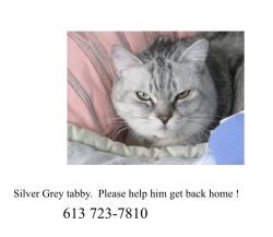 Lost Male Cat last seen Meadowlands Drive and Fisher Avenue, Ottaws, Ottawa, ON K2C 1X5