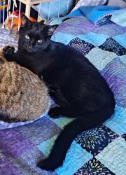 Lost Female Cat last seen Grand River Dr NE, G.R. between 3 & 5 Mile Rd NE, Grand Rapids, MI 49525