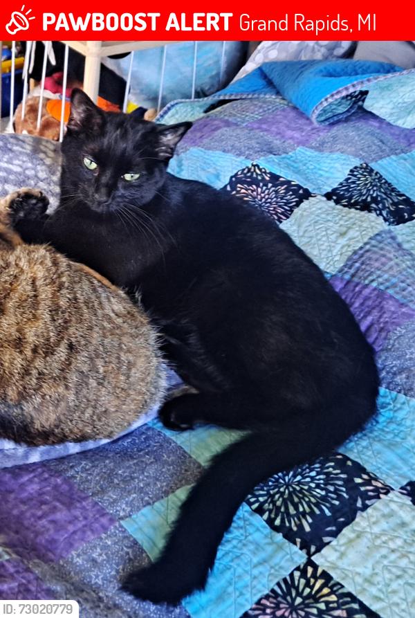 Lost Female Cat last seen Grand River Dr NE, G.R. between 3 & 5 Mile Rd NE, Grand Rapids, MI 49525