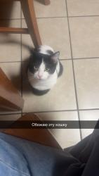 Lost Male Cat last seen Aquadome, Decatur, AL 35601
