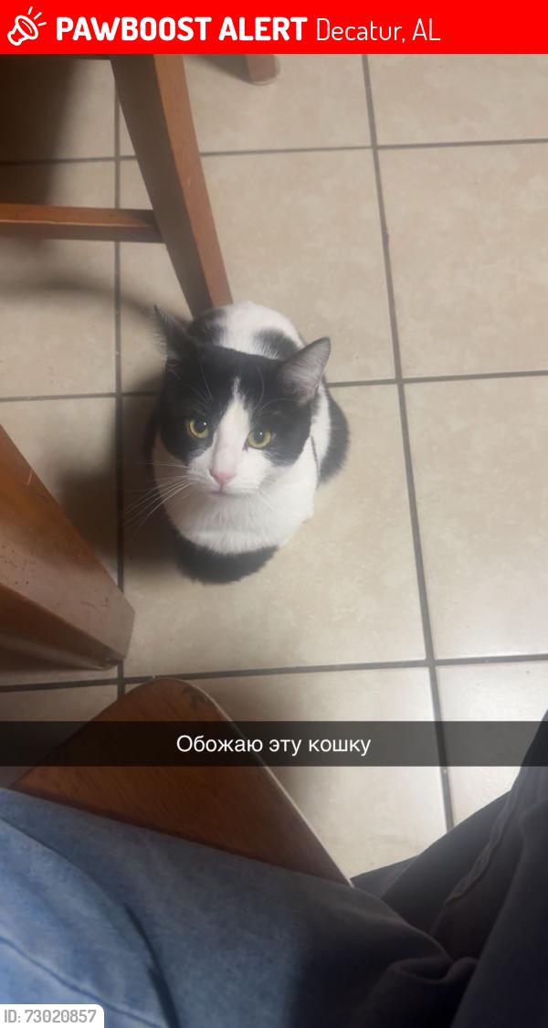 Lost Male Cat last seen Aquadome, Decatur, AL 35601