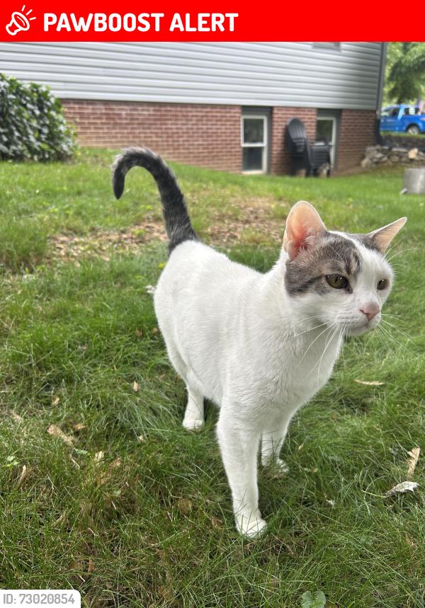 Lost Female Cat last seen Delp road , Manheim Township, PA 17601