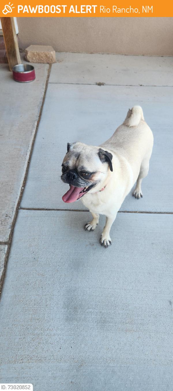Found/Stray Male Dog last seen Villa Verde and Pepe ortiz, Rio Rancho, NM 87124