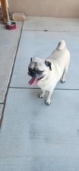 Found/Stray Male Dog last seen Villa Verde and Pepe ortiz, Rio Rancho, NM 87124