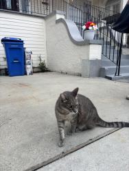 Found/Stray Female Cat last seen Near Eleanor McMain , New Orleans, LA 70115