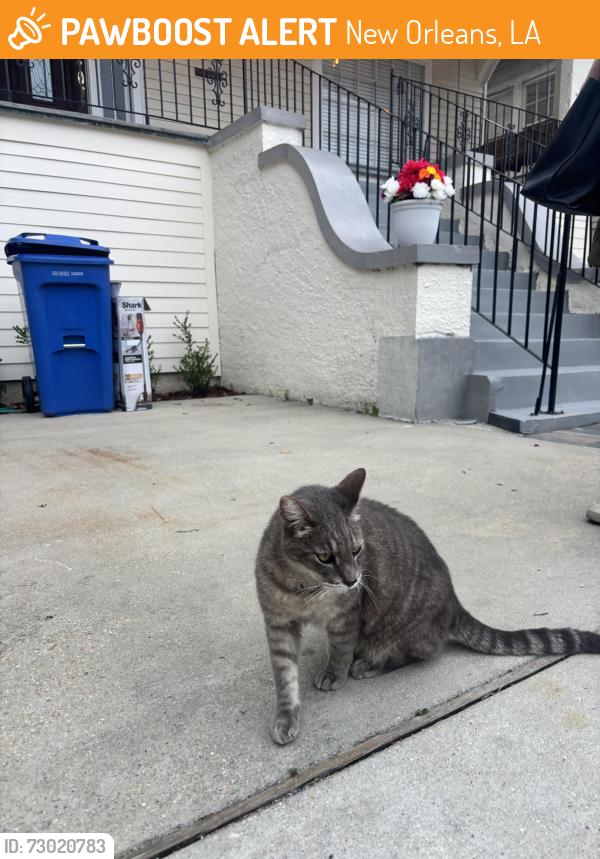 Found/Stray Female Cat last seen Near Eleanor McMain , New Orleans, LA 70115