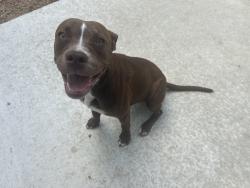 Found/Stray Female Dog last seen Nolan street, San Antonio, TX 78202