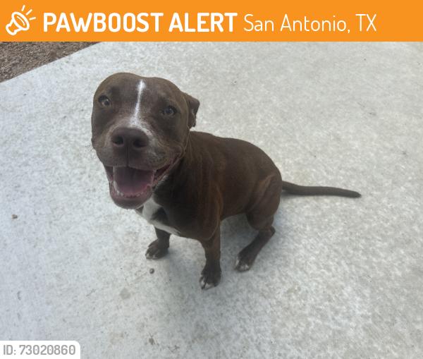 Found/Stray Female Dog last seen Nolan street, San Antonio, TX 78202