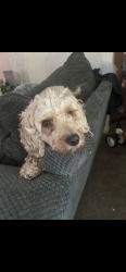 Reunited Male Dog last seen Church Rd, Winslow twp, NJ 08081, USA, Winslow Township, NJ 08081