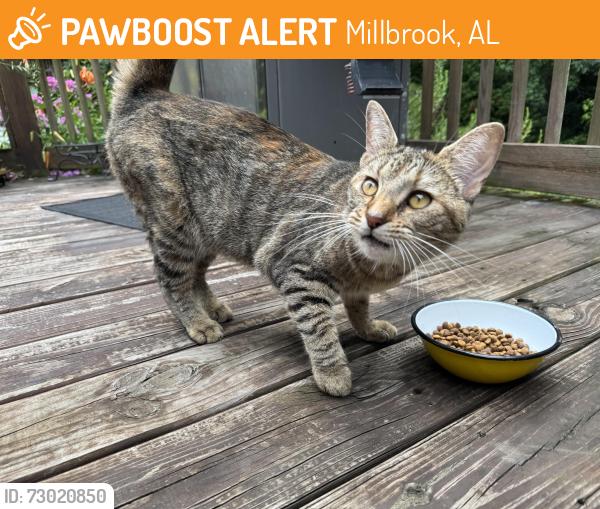 Found/Stray Unknown Cat last seen McKeithen Place, Millbrook, AL, Millbrook, AL 36054