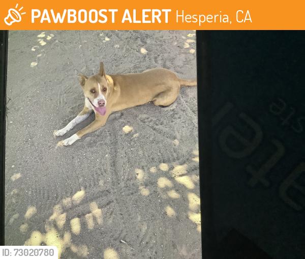 Found/Stray Female Dog last seen Locust & Mesa Hesperia, Hesperia, CA 92345