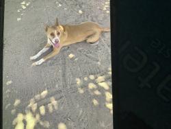 Found/Stray Female Dog last seen Locust & Mesa Hesperia, Hesperia, CA 92345