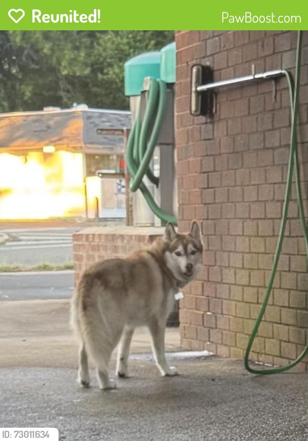 Reunited Female Dog last seen Laurel Avenue , Carrboro, NC 27510
