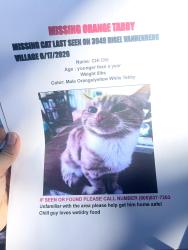 Lost Male Cat last seen Near Rigel ave Vandenberg village, Lompoc, CA 93436
