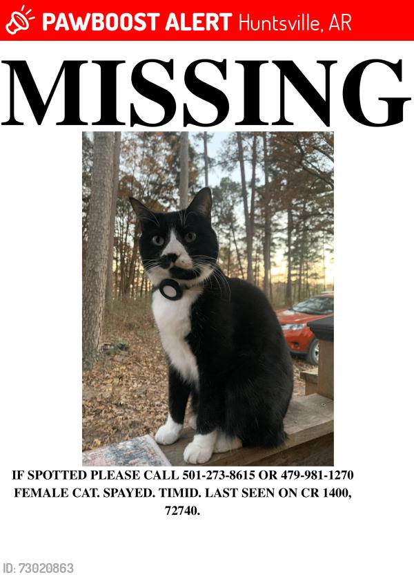 Lost Female Cat last seen Madison 1400, Huntsville, AR 72740