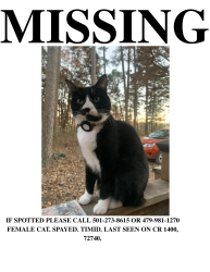 Lost Female Cat last seen Madison 1400, Huntsville, AR 72740