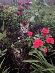 Lost Male Cat last seen Hickory Valley Rd/East Brainerd Rd, Chattanooga, TN 37421