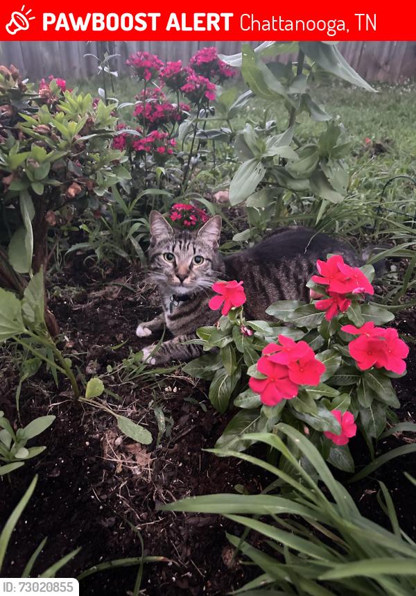 Lost Male Cat last seen Hickory Valley Rd/East Brainerd Rd, Chattanooga, TN 37421
