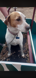 Lost Female Dog last seen Arlington, Denville, NJ 07834