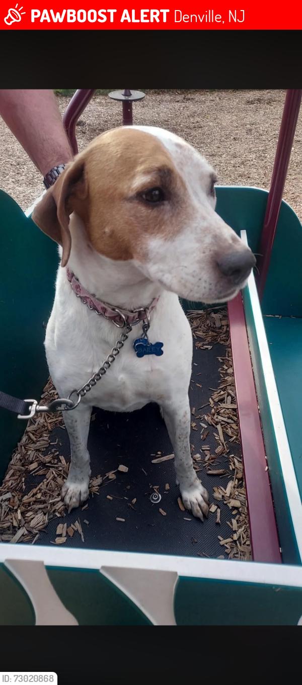 Lost Female Dog last seen Arlington, Denville, NJ 07834