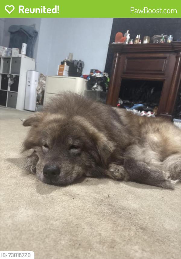 Reunited Male Dog last seen Off of rt70 woods area , Manchester Township, NJ 08759