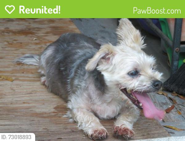 Reunited Female Dog last seen Overbrook Ave & Stevenson Ave, Clearwater, FL 33755