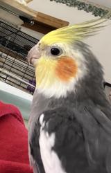 Lost Unknown Bird last seen Near Watchcreek Way, Milford, OH 45150, Milford, OH 45150