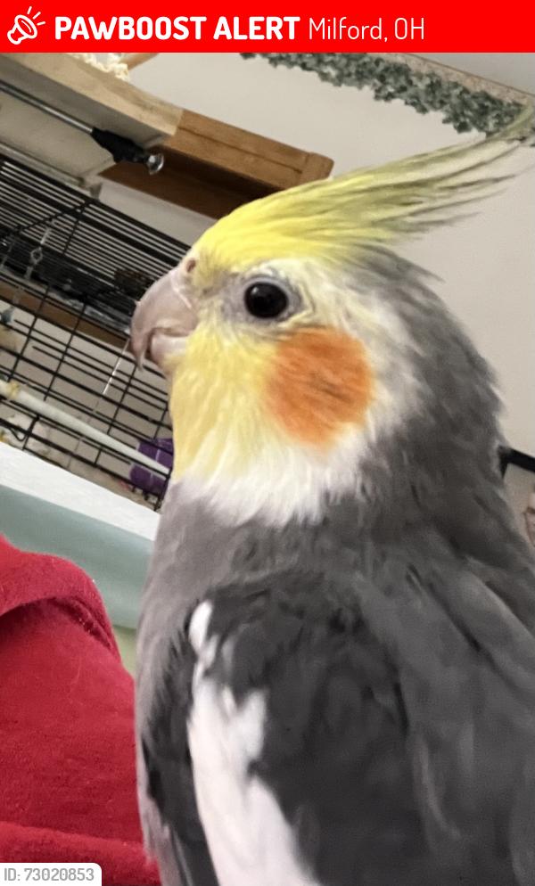 Lost Unknown Bird last seen Near Watchcreek Way, Milford, OH 45150, Milford, OH 45150