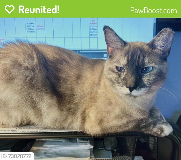 Reunited Female Cat last seen Near Glendale Pl, Austin, TX 78704, USA, Austin, TX 78704