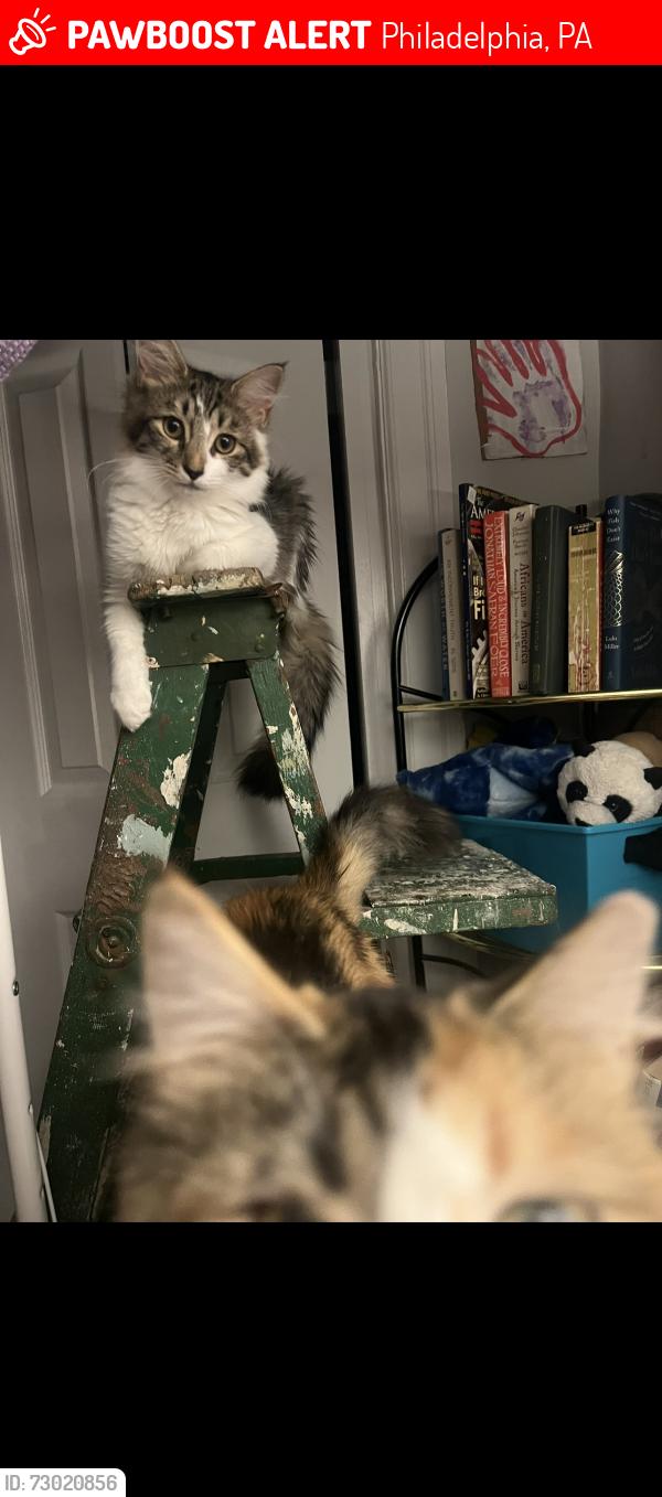 Lost Female Cat last seen 46th and Chester , Philadelphia, PA 19143