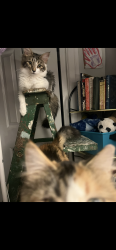Lost Female Cat last seen 46th and Chester , Philadelphia, PA 19143