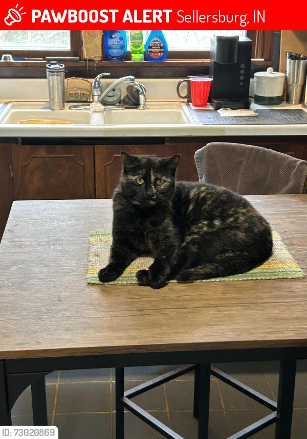 Lost Female Cat last seen Moose Lodge, Sellersburg, IN 47172