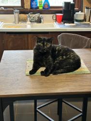 Lost Female Cat last seen Moose Lodge, Sellersburg, IN 47172