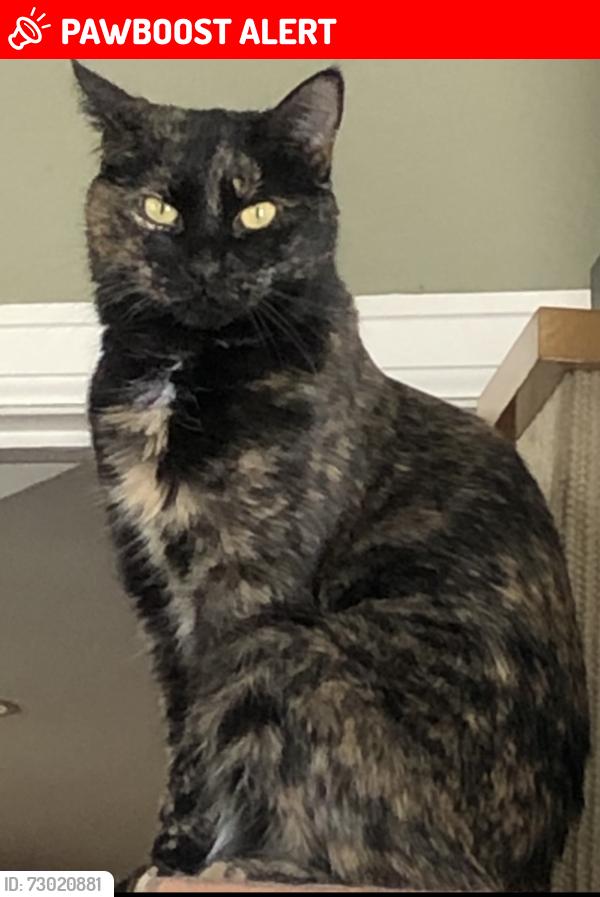 Lost Female Cat last seen Lucent and highlands ranch parkway, Highlands Ranch, CO 80126
