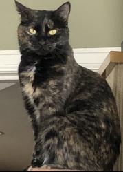 Lost Female Cat last seen Lucent and highlands ranch parkway, Highlands Ranch, CO 80126