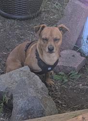 Reunited Unknown Dog last seen Near Block Windsor Ave, Centralia, WA 98531