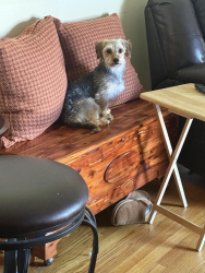 Lost Male Dog last seen Penn State Scranton Baseball Fields, Throop, PA 18512