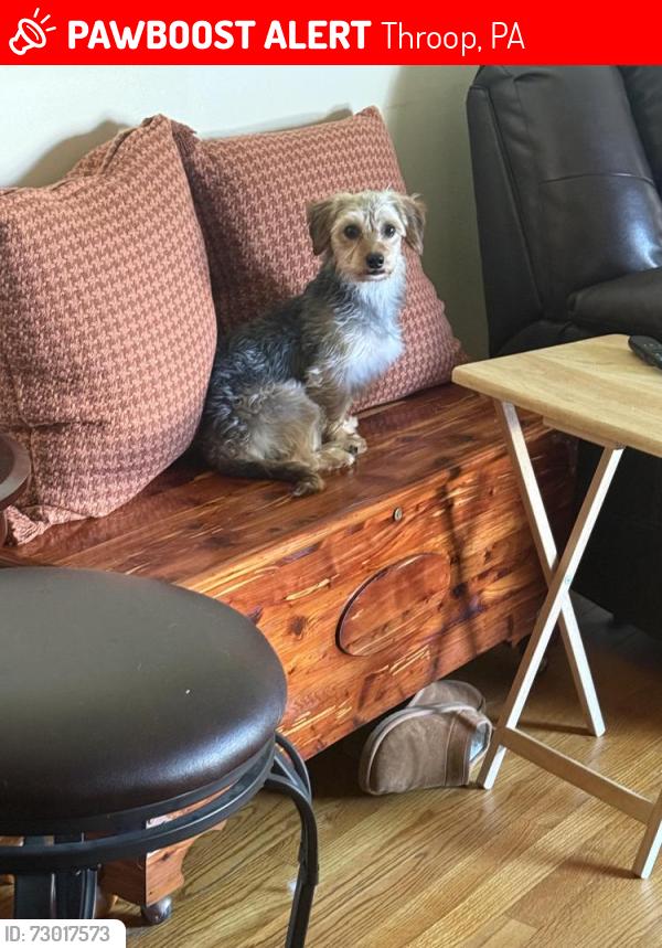 Lost Male Dog last seen Penn State Scranton Baseball Fields, Throop, PA 18512
