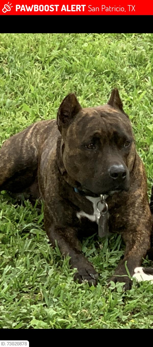 Lost Male Dog last seen Cr 1718, San Patricio, TX 78368