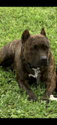 Lost Male Dog last seen Cr 1718, San Patricio, TX 78368