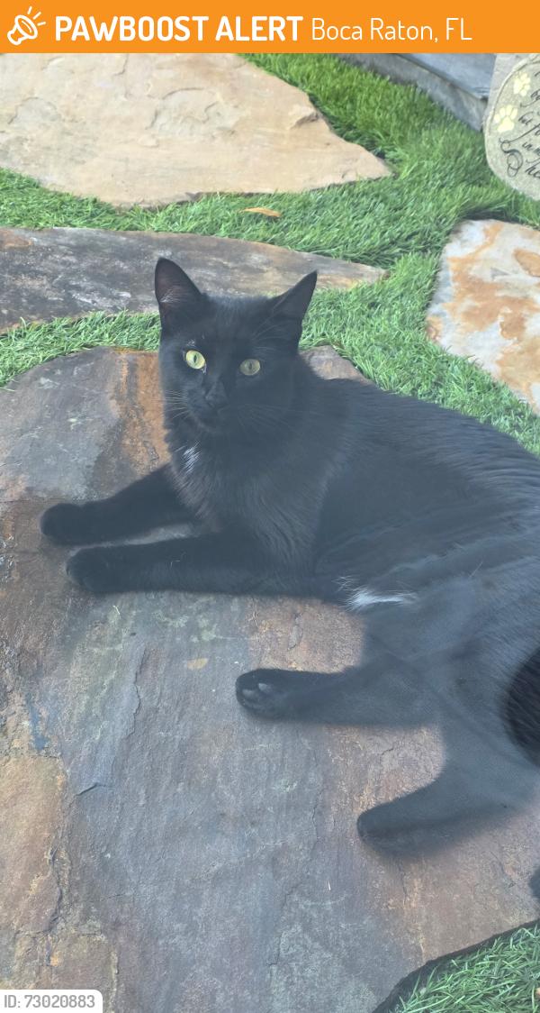 Found/Stray Unknown Cat last seen Found near el rio park, Boca Raton, FL 33432