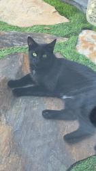 Found/Stray Unknown Cat last seen Found near el rio park, Boca Raton, FL 33432