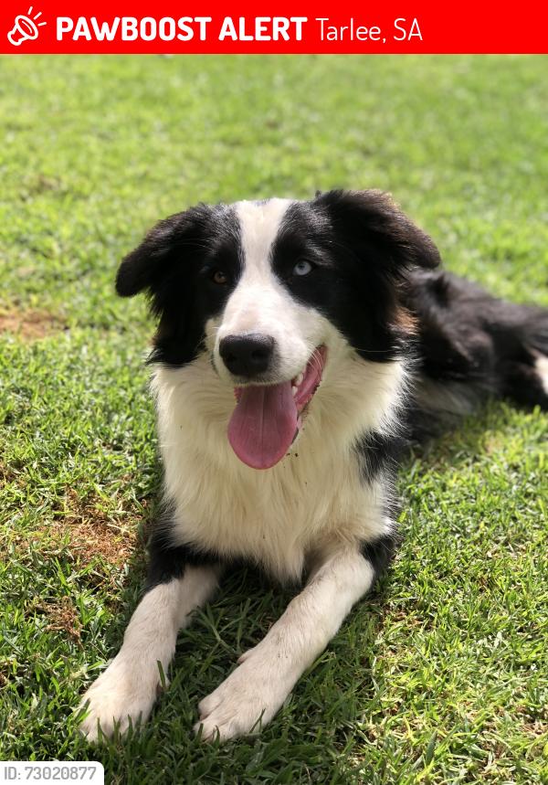 Lost Female Dog last seen Hallett street, Tarlee, SA 5411