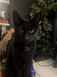 Lost Female Cat last seen W 180th St & S Harvard Blvd , Gardena, CA 90248